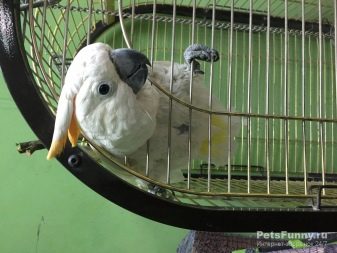Известные виды попугая какаду