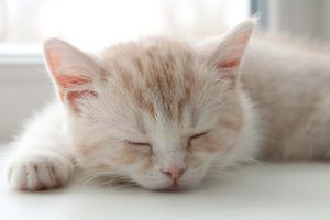 Сколько времени спят коты в сутки?