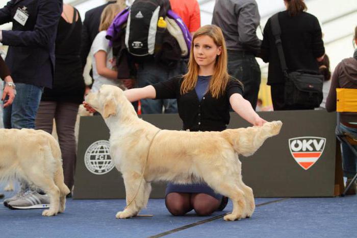 Хендлер для собак: умения, навыки и секреты, обучение профессии