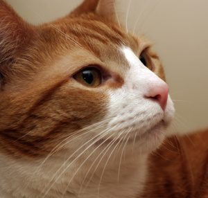 Зачем кошке усы и почему их нельзя стричь?