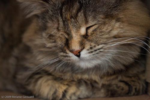 Изъявление любви или способ расслабиться: почему кошки мурчат?