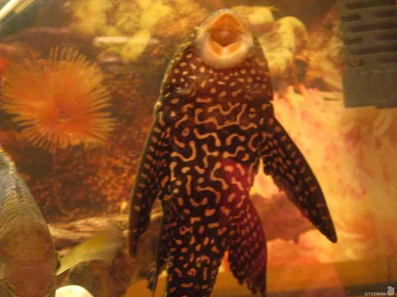 Парчовый сом (pterygoplichthys gibbiceps)