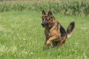Собаки, выведенные в германии: названия, фотографии и краткое описание немецких пород