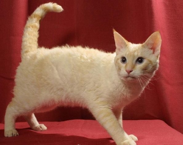 Описание породы кошек лаперм и различия длинношерстной и короткошерстной разновидности