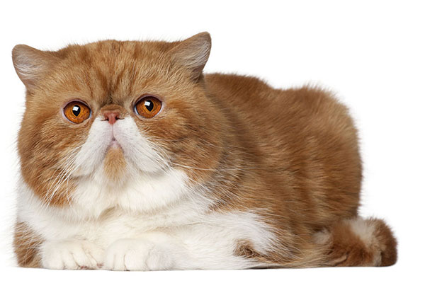 Экзотические породы кошек: питомцы любителей эпатажа