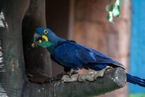 Попугай гиацинтовый ара: описание, особенности и интересные факты