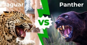 Jaguar vs Panther: 6 Key Объяснение различий