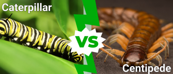 Caterpillar против Centipede: в чем разница? - Аризоны