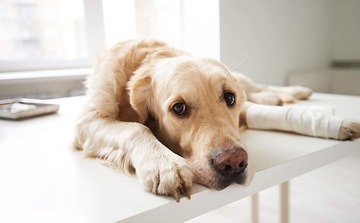 Оказание неотложной доврачебной помощи собаке при отравлениях и травмах