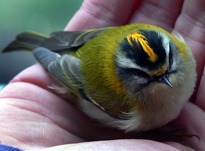Птички с желтым брюшком: названия, образ жизни