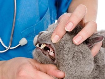 Когда у котят выпадают молочные зубы, почему взрослая кошка их теряет и что с этим делать?