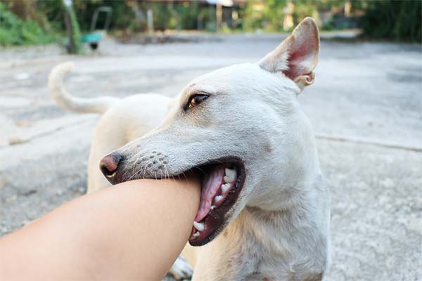 Как отучить собаку кусаться