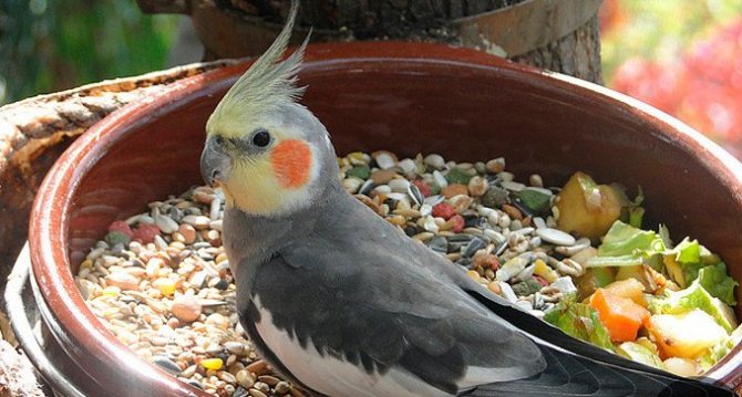 Все о болезнях попугаев корелла (нимфа)