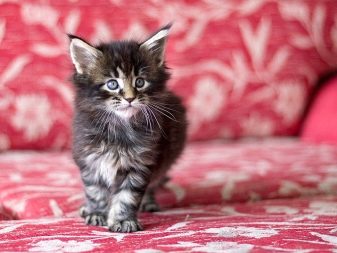 Самые маленькие породы кошек в мире, их названия и описание