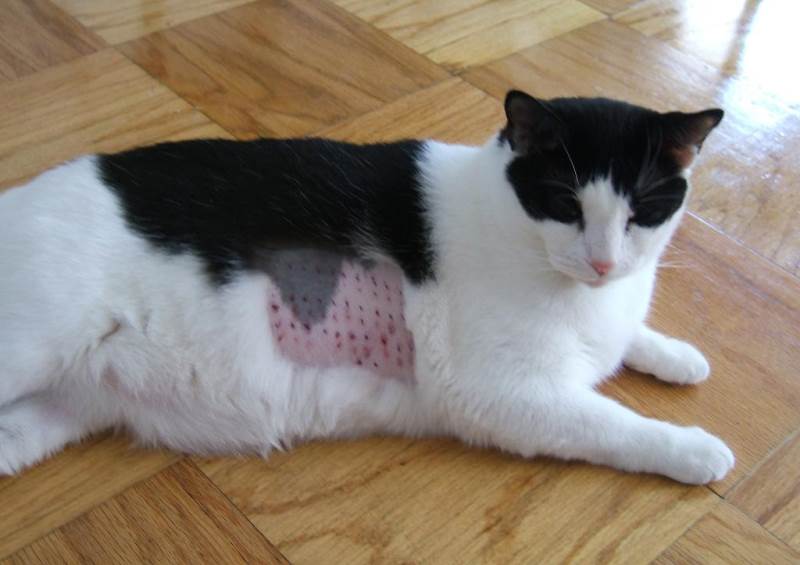 Какие бывают и как лечить кожные болезни у кошек