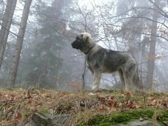 Характеристика собак породы южнорусская овчарка с отзывами и фото