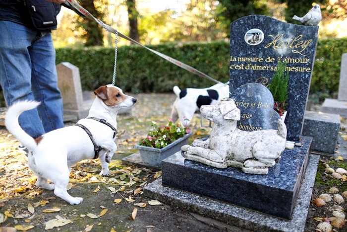 Похоронить по-людски. в красногвардейском районе действует кладбище домашних животных