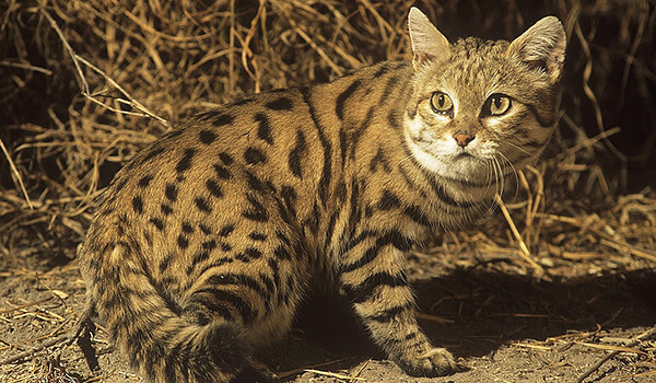 Сервал (домашняя кошка): размеры и вес африканской породы