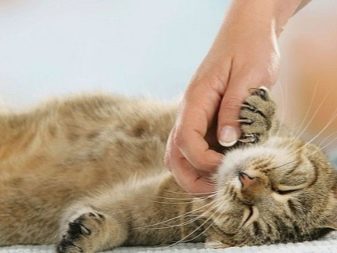 Стрижка котов - как подстригать котов дома? виды стрижек для кошек