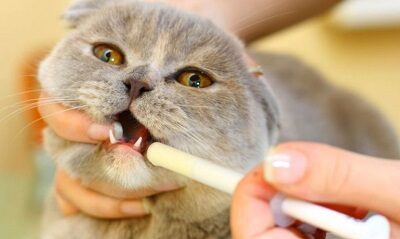 Чем кормить стерилизованную кошку