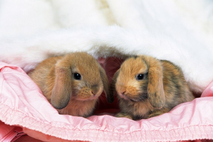 Декоративный кролик. особенности содержания декоративных кроликов в домашних условиях