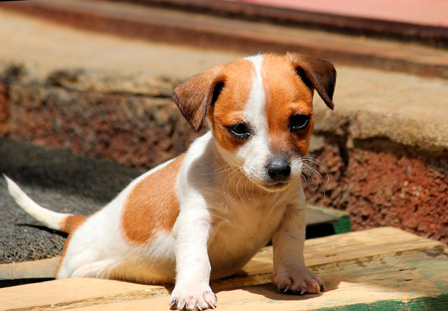 Описание породы «джек-рассел-терьер»: особенности характера собаки и отзывы владельцев