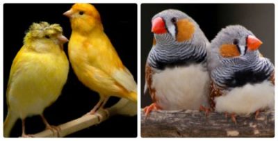 Певчие птицы для домашнего содержания: особенности, обзор и отзывы