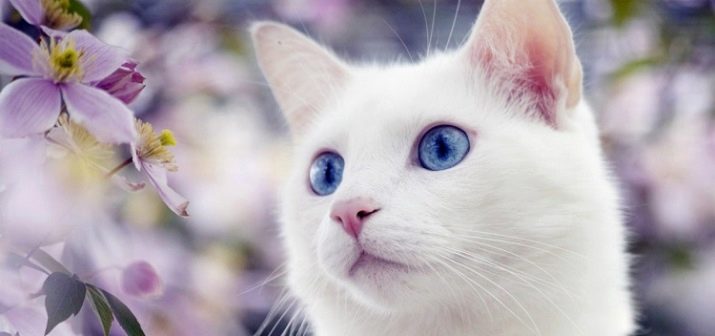 Порода ангорская кошка- кошка благородных кровей