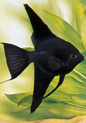 Скалярии: совместимость с другими видами рыб
