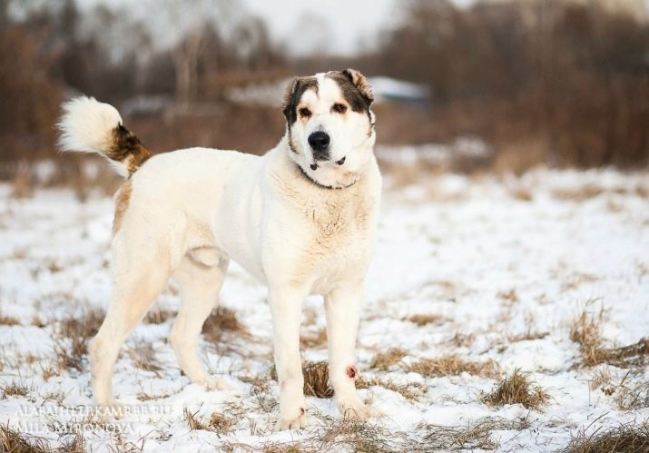Собаки с длинной шерстью: описание пород и правила ухода