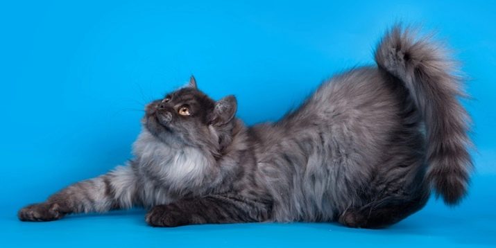 Красивые кошки: самые лучшие породы в мире