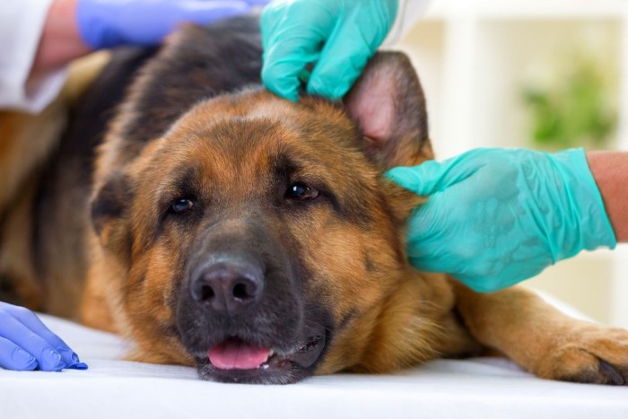 Симптомы артрита у собак: 10 лучших препаратов для лечения