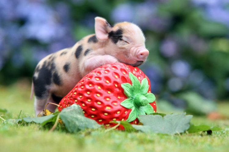 Самое важное о декоративных свинках мини пигах, чем кормить, разведение
