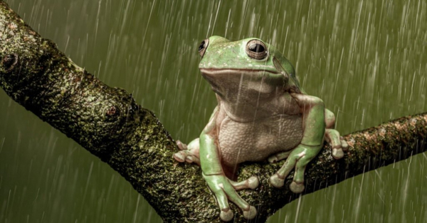Rain Frogs - Древесная лягушка под дождем