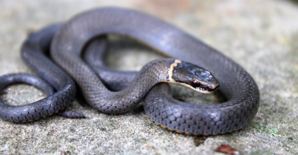 Кольцевая змея (Diadophis punctatus)