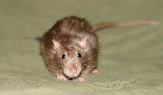 Крошечная мышь-малютка