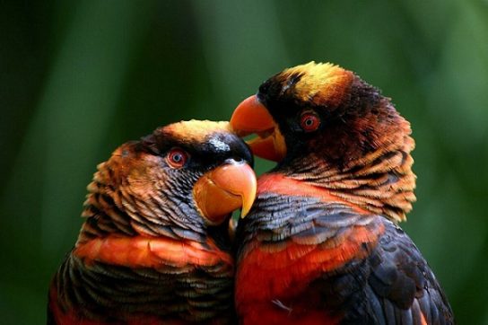 За последние 30 лет в башкирии появилось 40 новых видов птиц