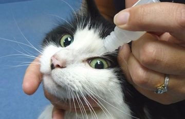 Почему у котенка могут гноиться глазки, чем лечить малыша в домашних условиях, как промывать глаза?