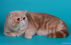 Экзотические породы кошек: питомцы любителей эпатажа
