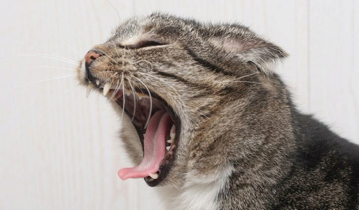 Сколько зубов в норме у кошки: сроки появления и смены, гигиена полости рта