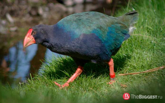 20 самых необычных птиц, о которых вы, возможно, не слышали