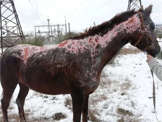 Случная болезнь лошадей: как диагностировать и правильно лечить?