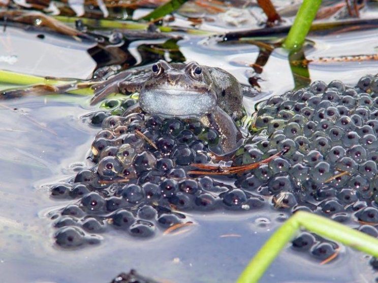 Лягушка водонос: краткое описание, среда обитания, образ жизни, содержание в домашних условиях
