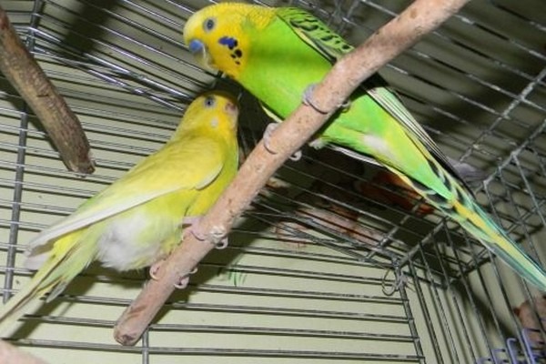 Волнистый попугай уход и содержание в домашних условиях