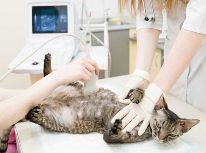 Признаки беременной кошки и уход за животным