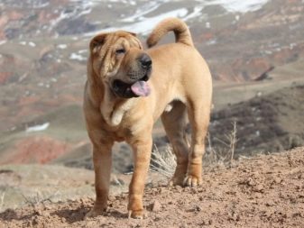 Собаки с морщинами: руководство по уходу за морщинистыми собаками - проект щенок