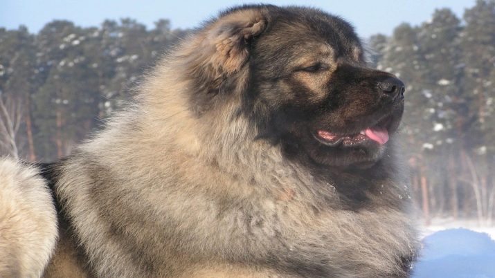 Собаки с длинной шерстью: описание пород и правила ухода