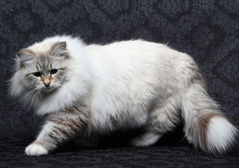 Невская маскарадная кошка: гостья из северной венеции
