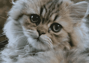 Основные сведения о британской короткошерстной кошке с фото