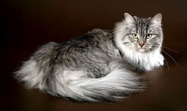 Злой кот: самые злобные пушистые породы кошек